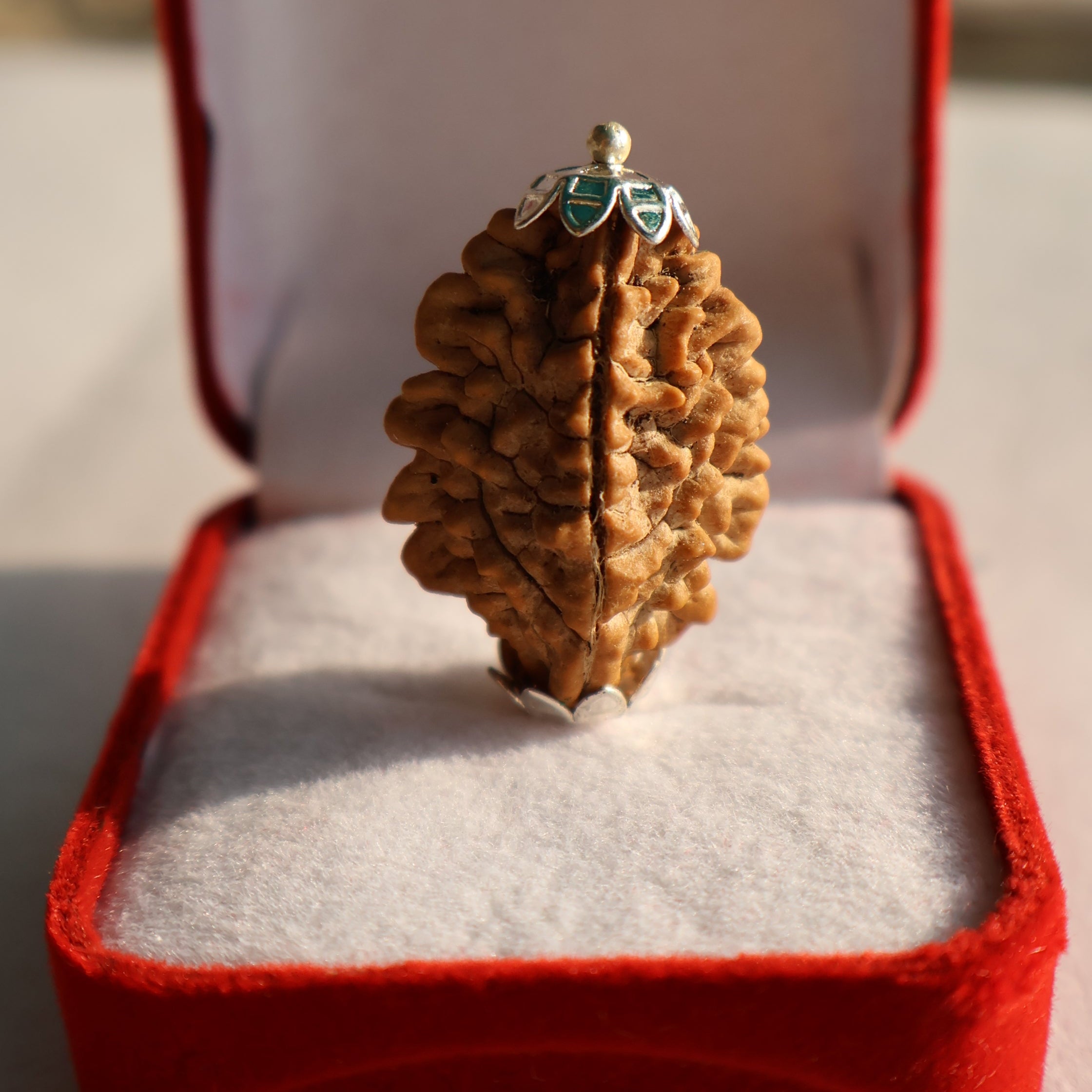 Pokhramani 2mukhi Rudraksha