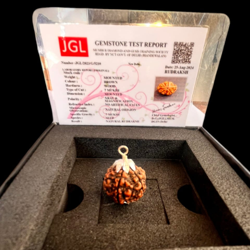 7_Mukhi_Rudraksha