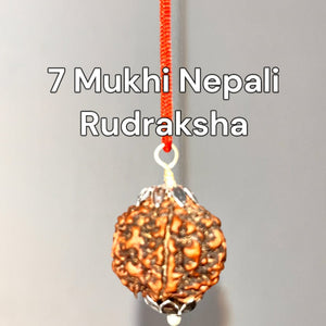 7_Mukhi_Rudraksha