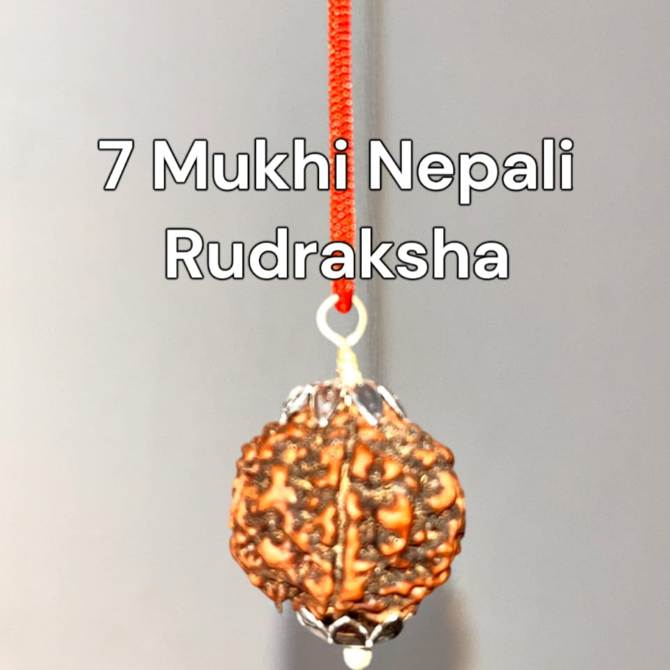 7_Mukhi_Rudraksha