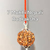 7_Mukhi_Rudraksha