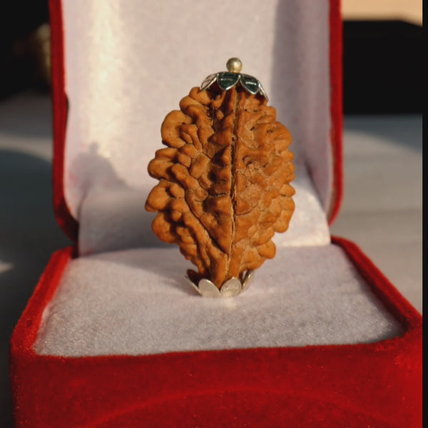 Abhimantrit Pokhramani Two Mukhi  Rudraksha With JGL Lab Certificate | 2 Mukhi Rudraksha |2 मुखी रुद्राक्ष नेपाली | Jyotishbazaar