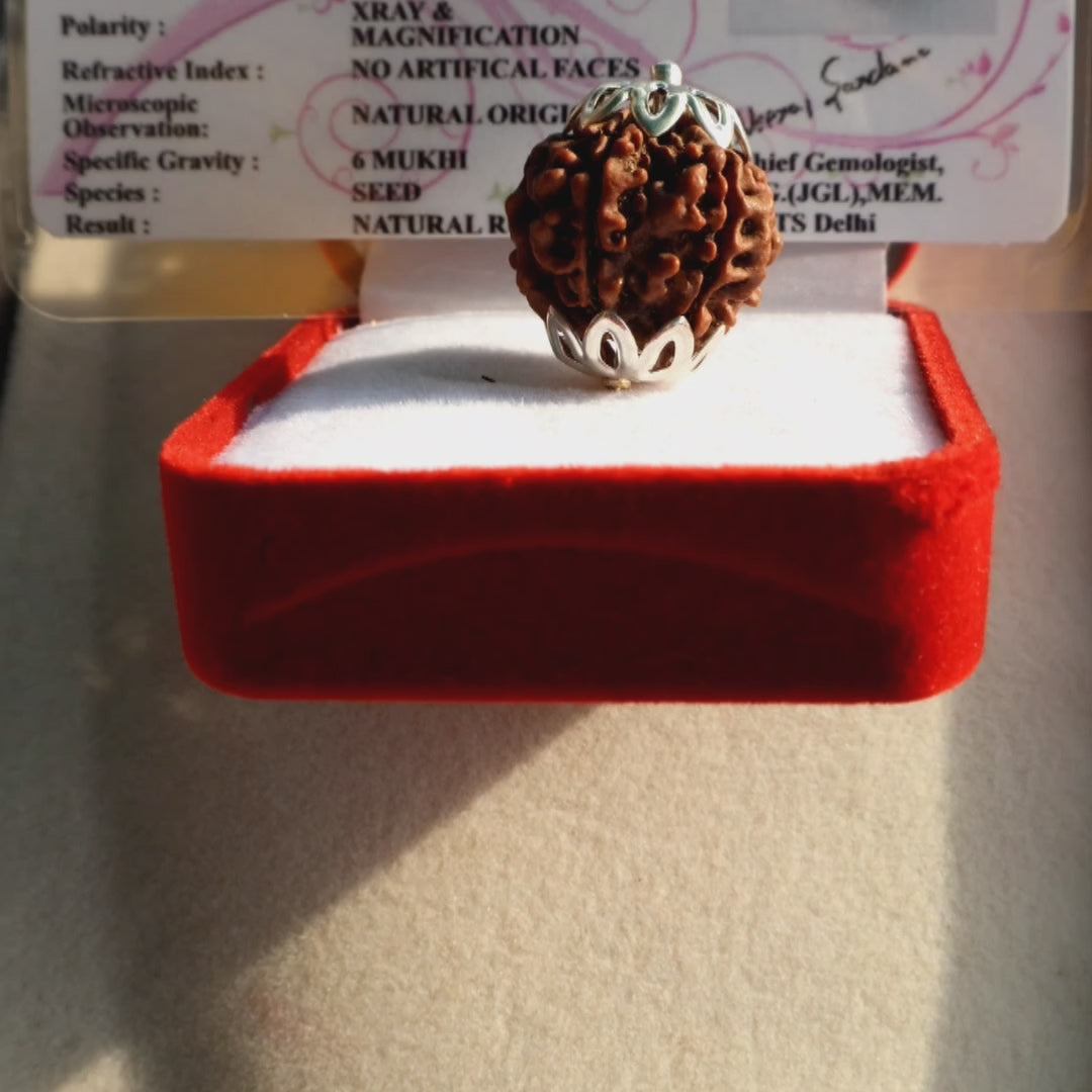 Pokhramani 6 mukhi rudraksha