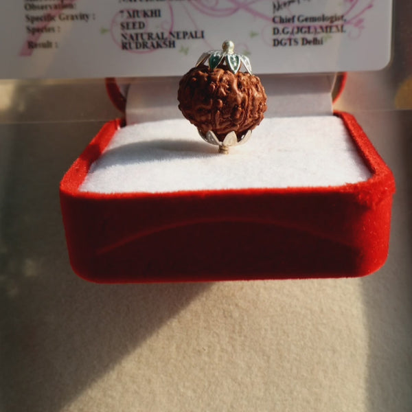 Abhimantrit Pokhramani Saat Mukhi  Rudraksha With JGL Lab Certificate | 7 Mukhi Rudraksha | 7 मुखी रुद्राक्ष नेपाली | Jyotishbazaar